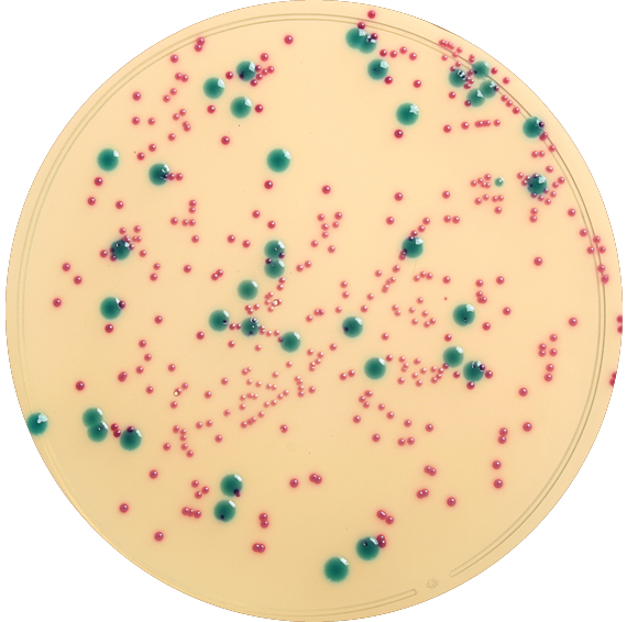 Petri dish
